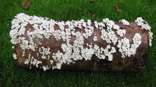 Birch log