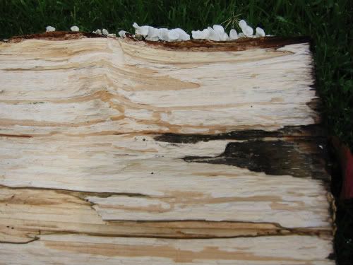 Spalted log
