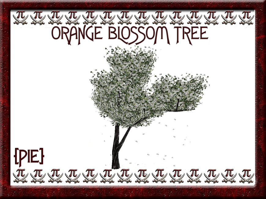 Orange Blossom Tree