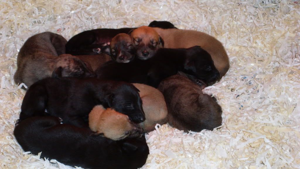 pups2weeksold001.jpg