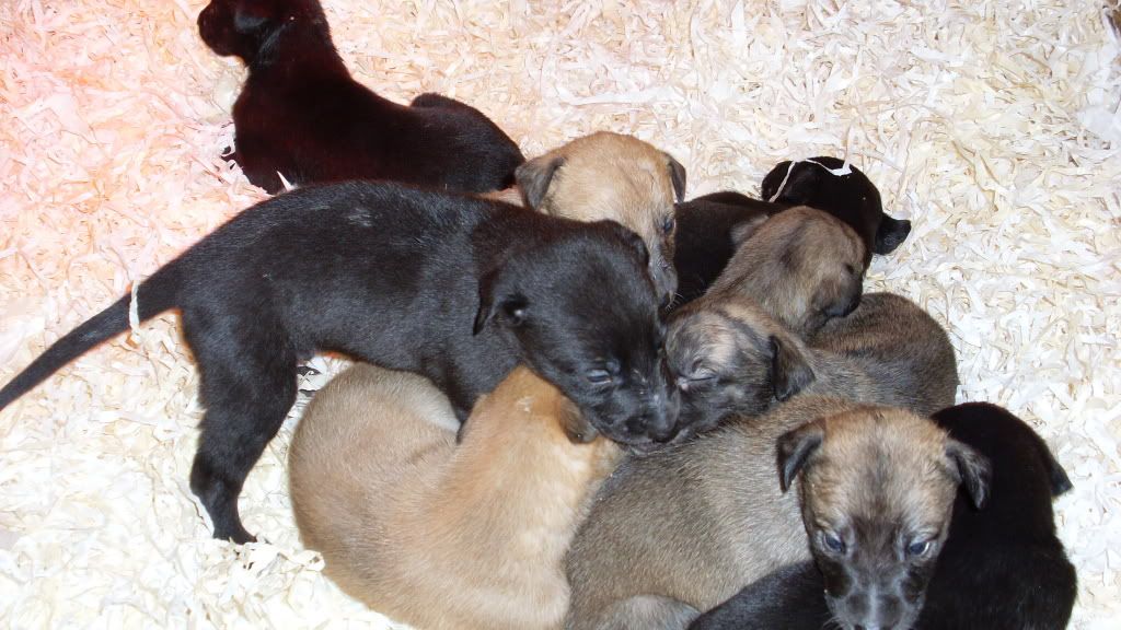 pups2weeksold012.jpg