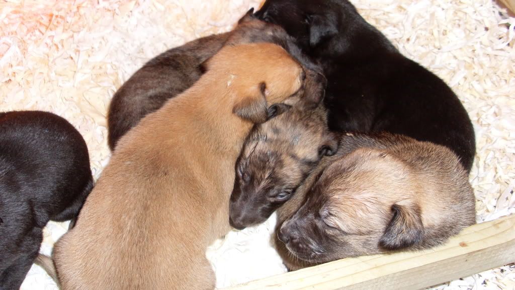 pups2weeksold013.jpg