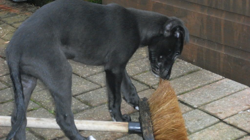 pups8weeks004.jpg