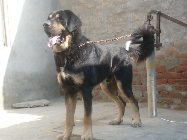 bhote kukur puppies