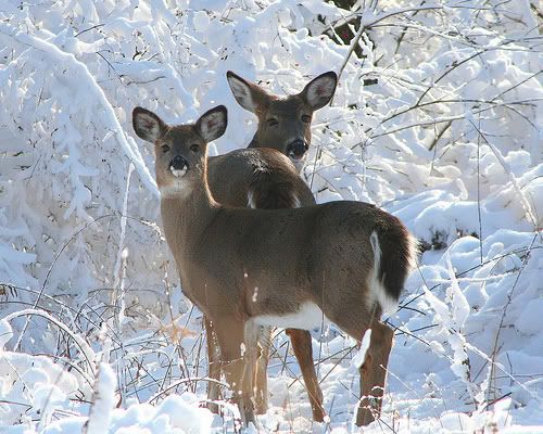 Animals, Deer, Snow Pictures, Images and Photos