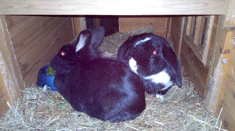 Rwaf Supports Rabbit Rescue Rabbit Welfare Association