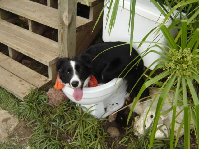 dog-training photo:dog training houston texas 