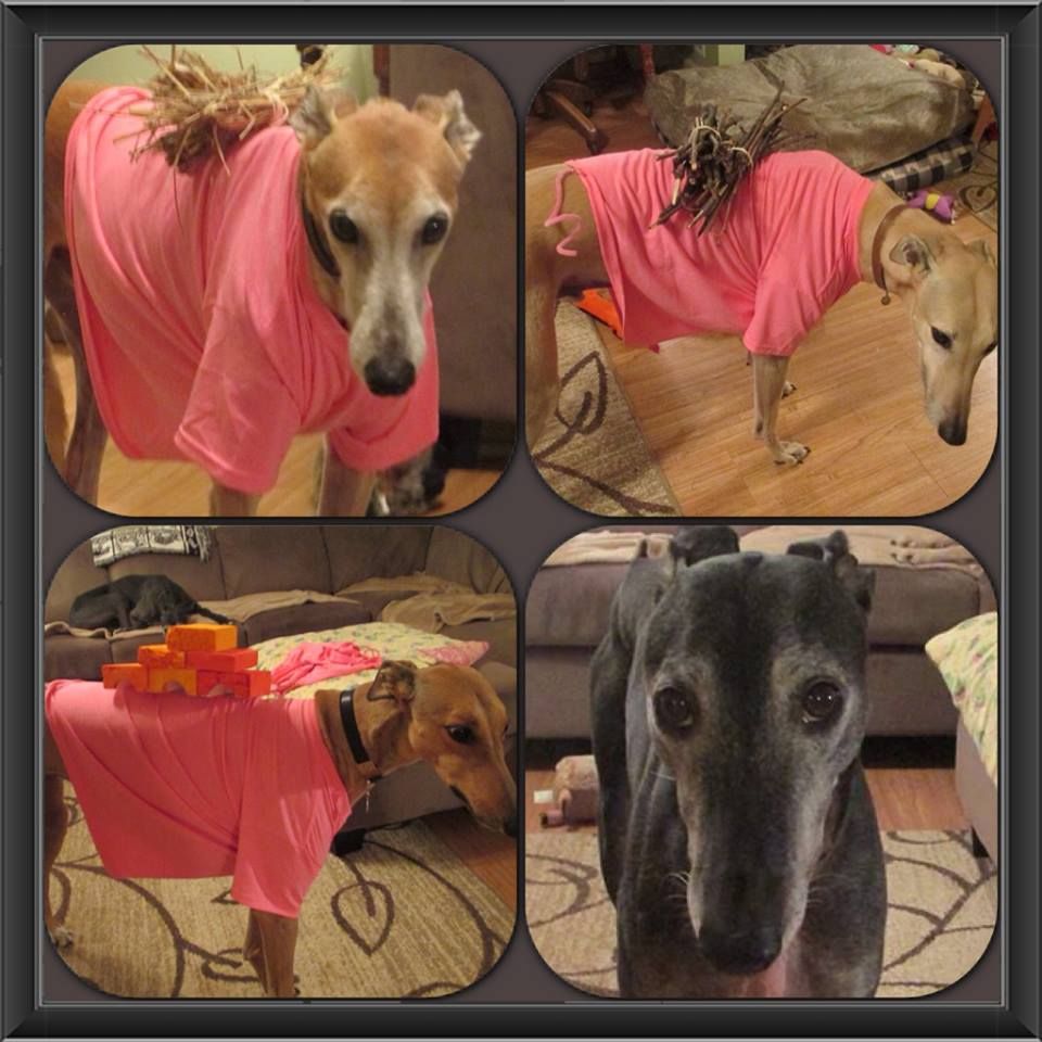 Greyhound Halloween Costumes Cute and Funny things Greyhounds do