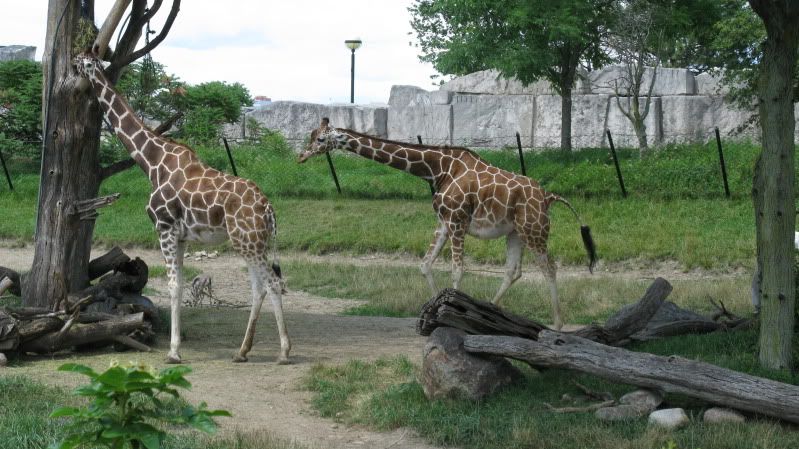 zoo055.jpg