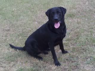 Sam, This dog is a younger brother to Boss, HR Searcett Sam is owned by Bill Searcy's family in Enerprize, Al.