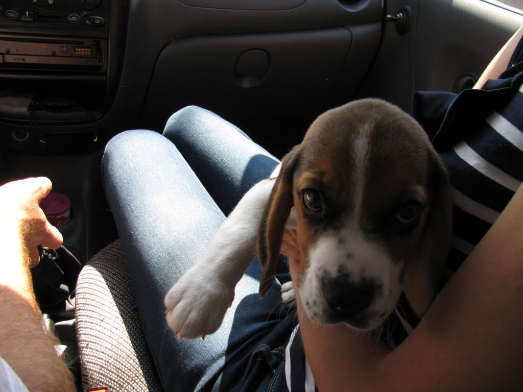 http://i421.photobucket.com/albums/pp297/blue_ellf/Beagle%20Benji/IMG_2998.jpg