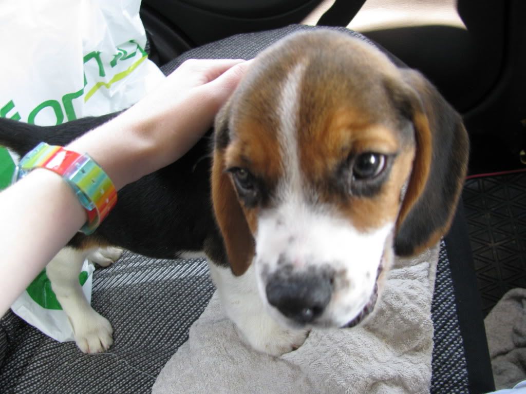 http://i421.photobucket.com/albums/pp297/blue_ellf/Beagle%20Benji/IMG_3003.jpg