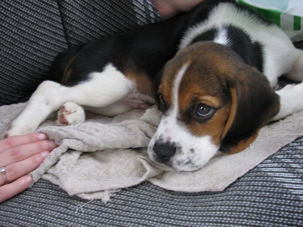 http://i421.photobucket.com/albums/pp297/blue_ellf/Beagle%20Benji/IMG_3005.jpg