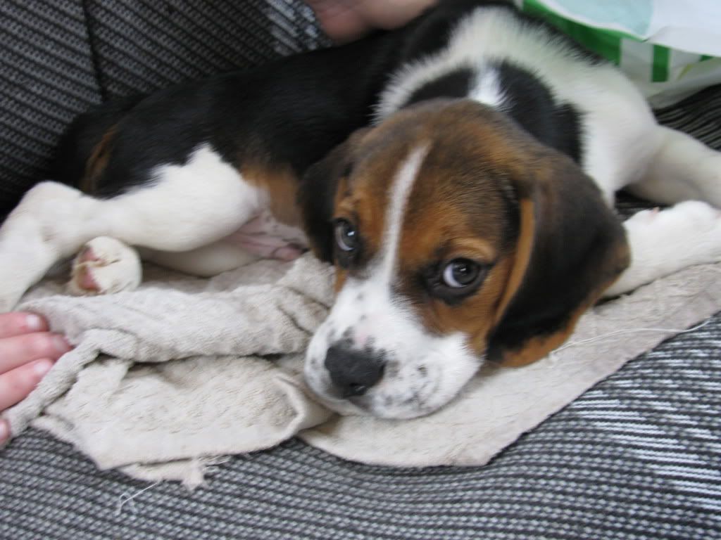 http://i421.photobucket.com/albums/pp297/blue_ellf/Beagle%20Benji/IMG_3006.jpg