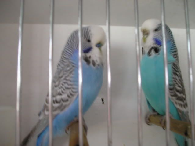 P1010013-1.jpg