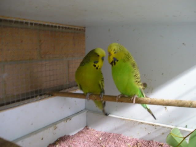 P1010041-1.jpg