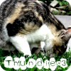 Thunderstripe Avatar