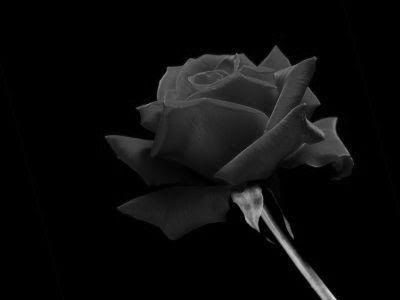Black rose picture by