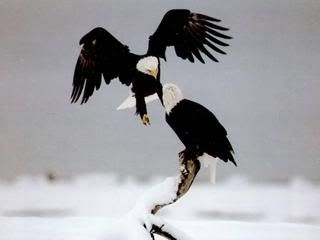 Bald Eagles in VNP Table of